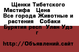 Щенки Тибетского Мастифа › Цена ­ 60 000 - Все города Животные и растения » Собаки   . Бурятия респ.,Улан-Удэ г.